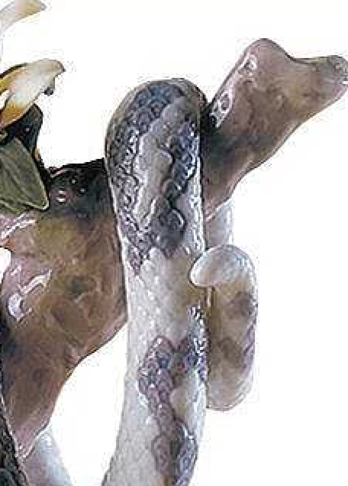 Lladró The Snake Figurine^ Animals